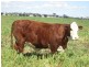 “Kyelah”, Warialda NSW 2402