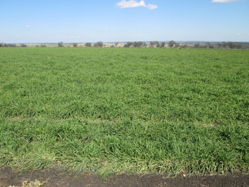 “Kyelah”, Warialda NSW 2402