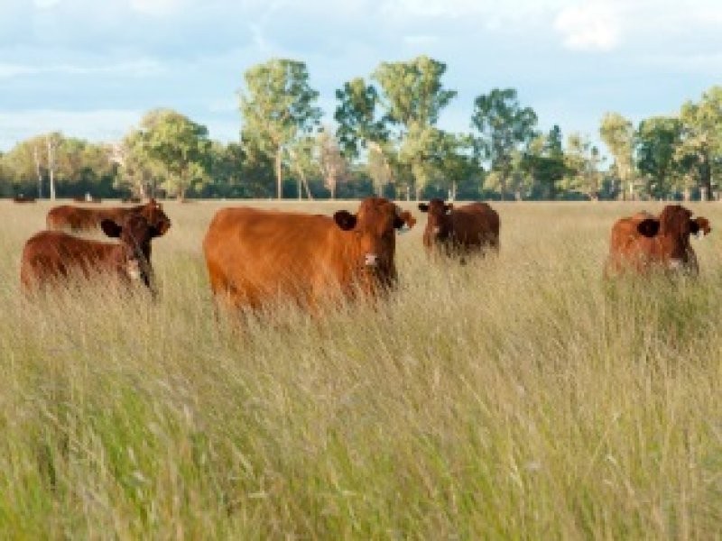. “Bluevale” and “Irragappa”, Bellata NSW 2397