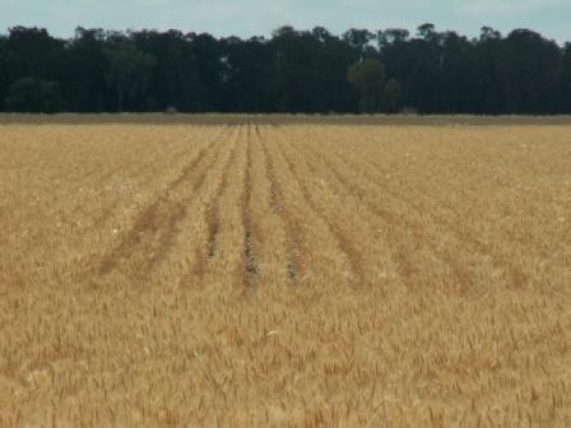 . “Clifton” and “Nerang”, Moree NSW 2400