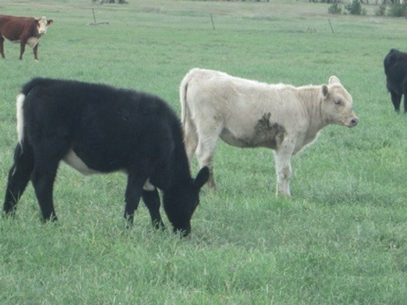 “Oongarah”, Pallamallawa NSW 2399