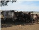 . “Koinonia”, Biniguy NSW 2399