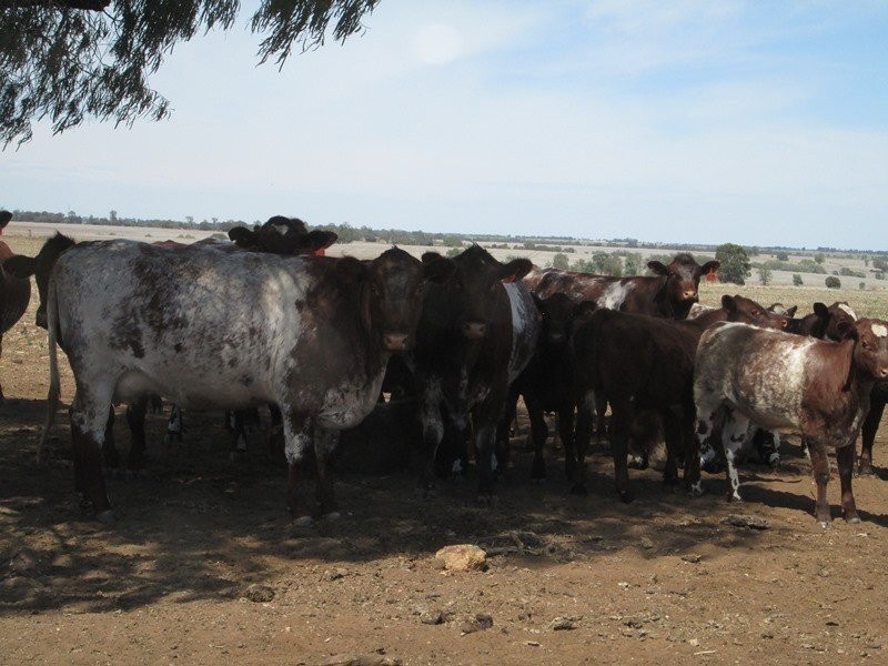 . “Koinonia”, Biniguy NSW 2399
