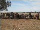 . “Koinonia”, Biniguy NSW 2399