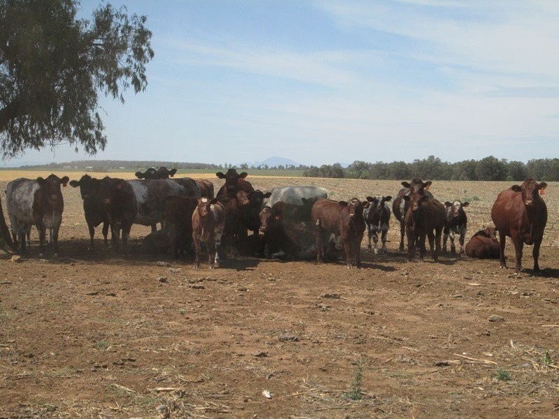 . “Koinonia”, Biniguy NSW 2399
