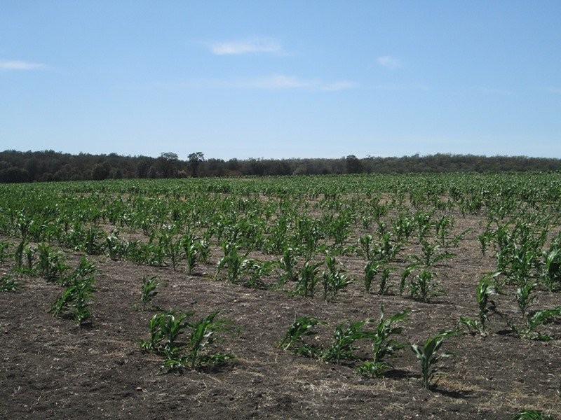 . “Koinonia”, Biniguy NSW 2399
