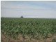 . “Koinonia”, Biniguy NSW 2399
