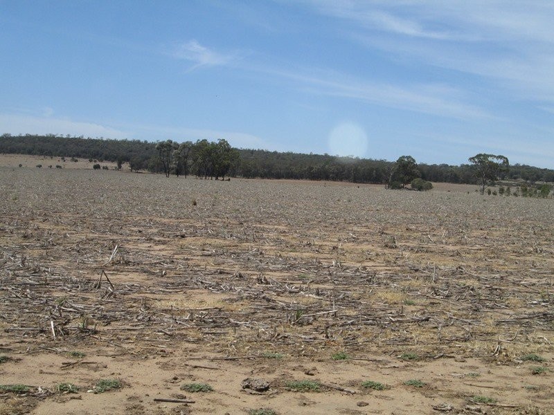 . “Koinonia”, Biniguy NSW 2399