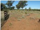 “Bellville”, Biniguy NSW 2399