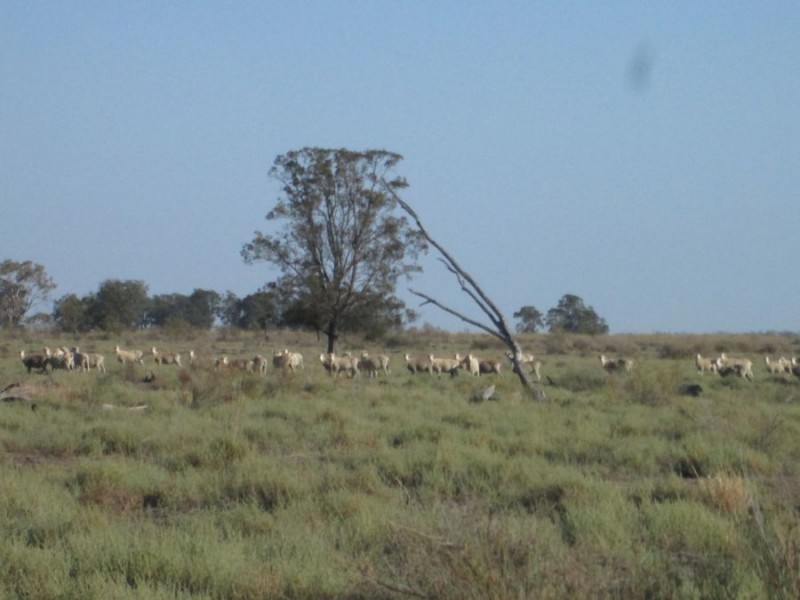 “Boyanga”, Moree NSW 2400