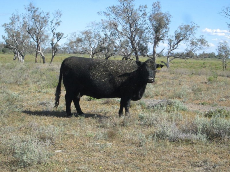 “The Carbeens”, Moree NSW 2400