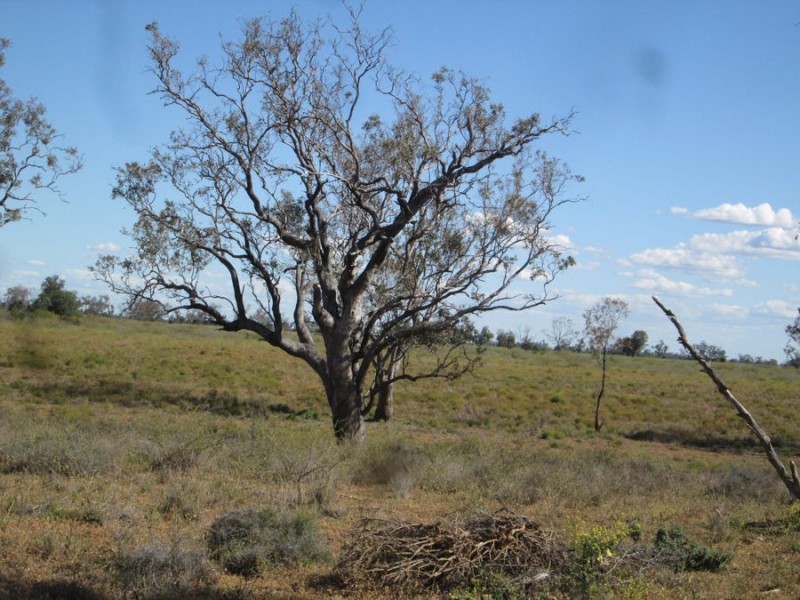 “The Carbeens”, Moree NSW 2400