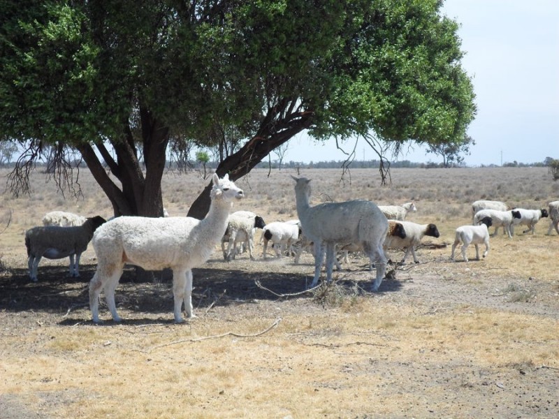 Goats Run, Moree NSW 2400