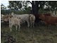“Geida Downs” and “Fairford”, Warialda, Warialda NSW 2402