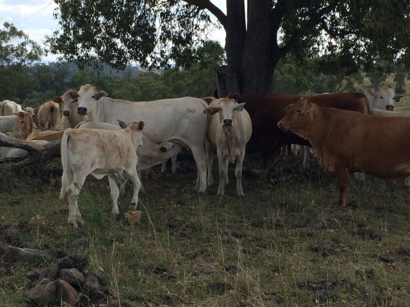 “Geida Downs” and “Fairford”, Warialda, Warialda NSW 2402