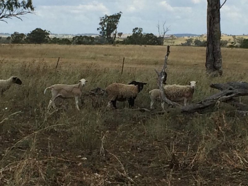 “Geida Downs” and “Fairford”, Warialda, Warialda NSW 2402