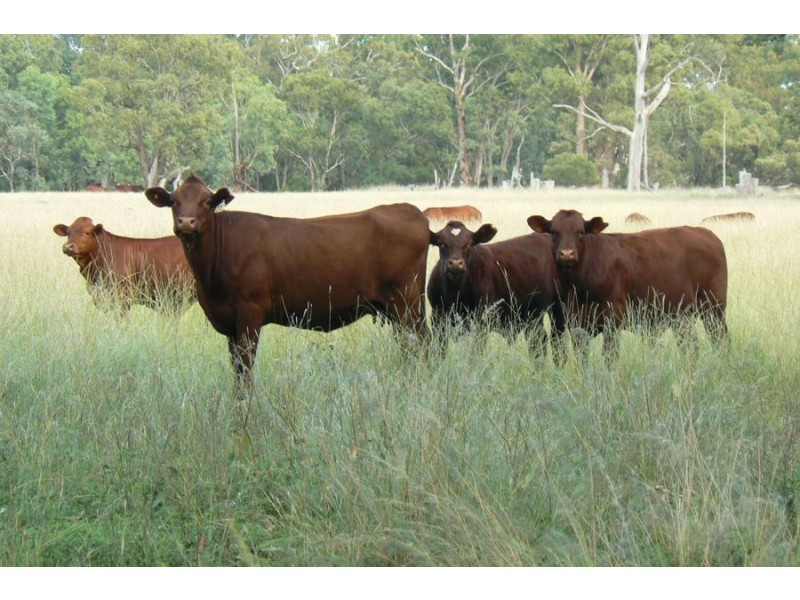 Irragappa Subdivision, Bellata NSW 2397