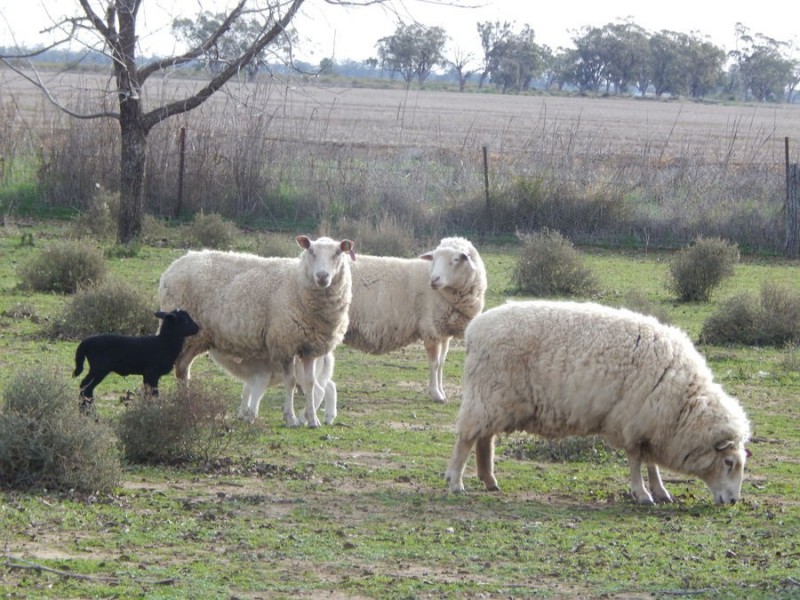 “Wongabeena”, Biniguy NSW 2399