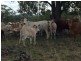 “Fairford”, Warialda NSW 2402