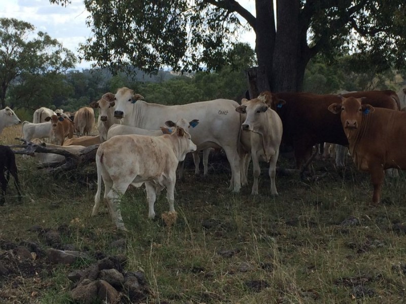 “Fairford”, Warialda NSW 2402