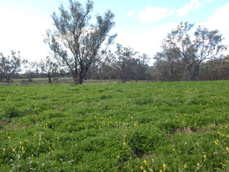 Boobialla Road, Moree NSW 2400