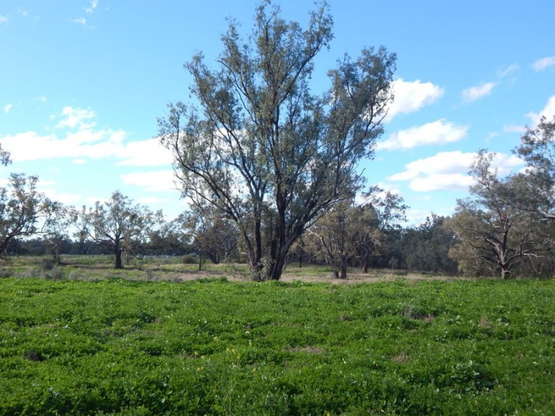 Boobialla Road, Moree NSW 2400