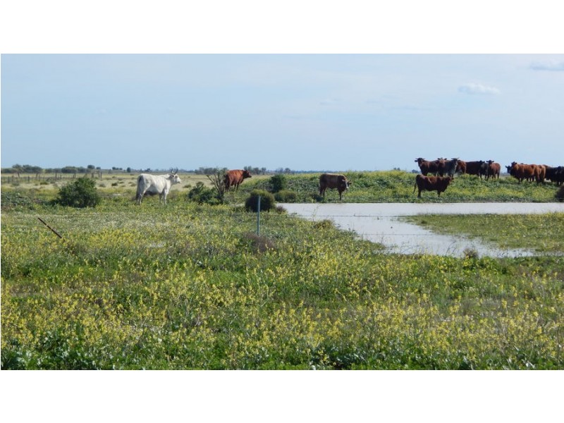 “Glendello”, Mallawa Road, Moree NSW 2400