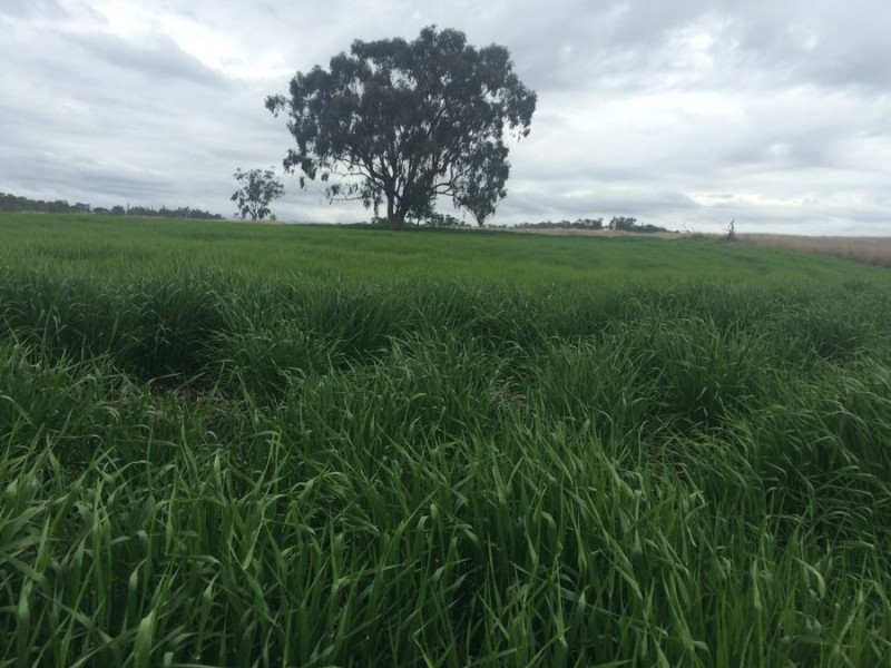 Warragundi, Warialda NSW 2402