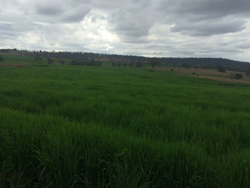 Warragundi, Warialda NSW 2402