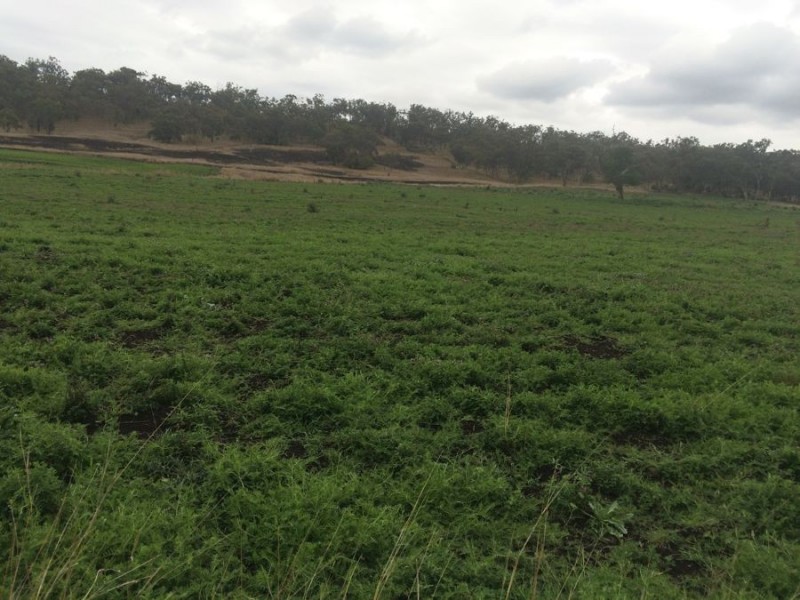 Warragundi, Warialda NSW 2402