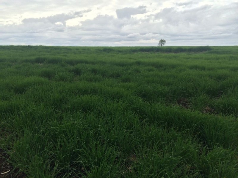 Warragundi, Warialda NSW 2402