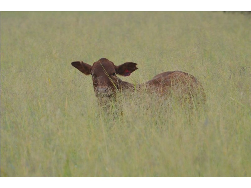 Brooklyn, Gravesend NSW 2401