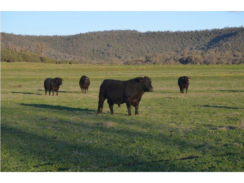 Brooklyn, Gravesend NSW 2401