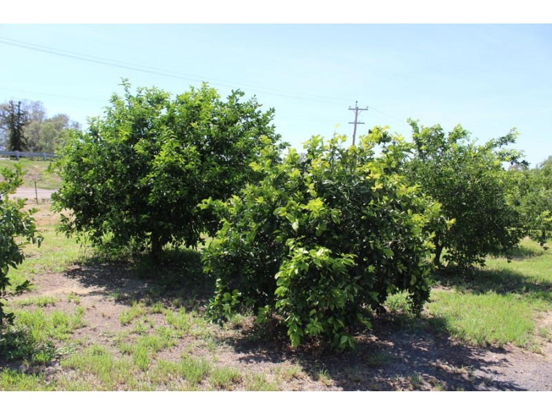 297 Carnarvon Highway, Moree NSW 2400