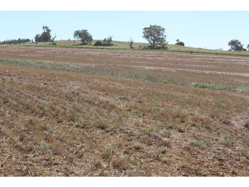 “Part Paxton”, Delungra NSW 2403