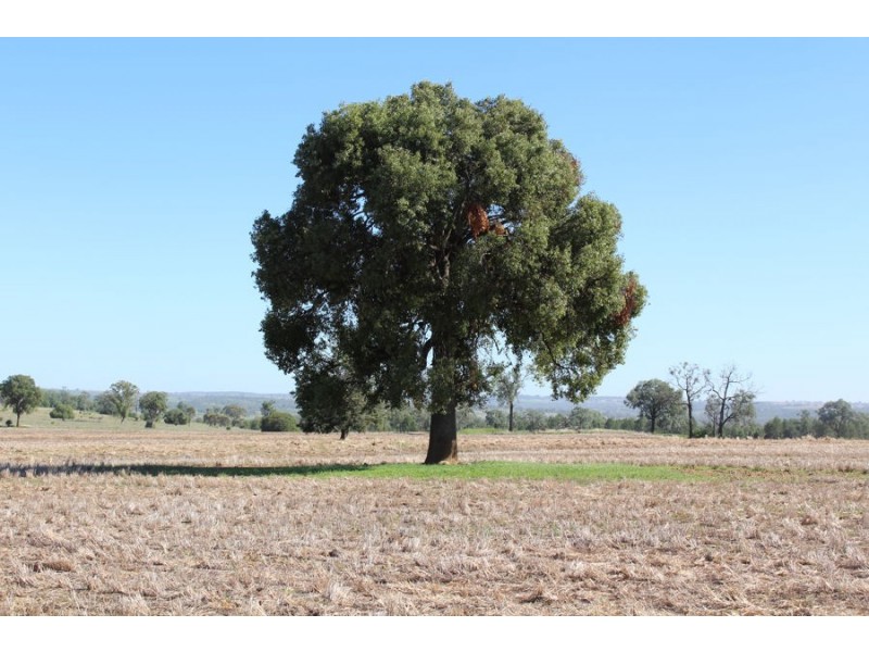 “Part Paxton”, Delungra NSW 2403