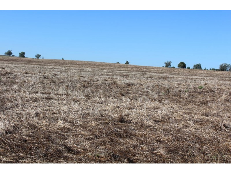 “Part Paxton”, Delungra NSW 2403