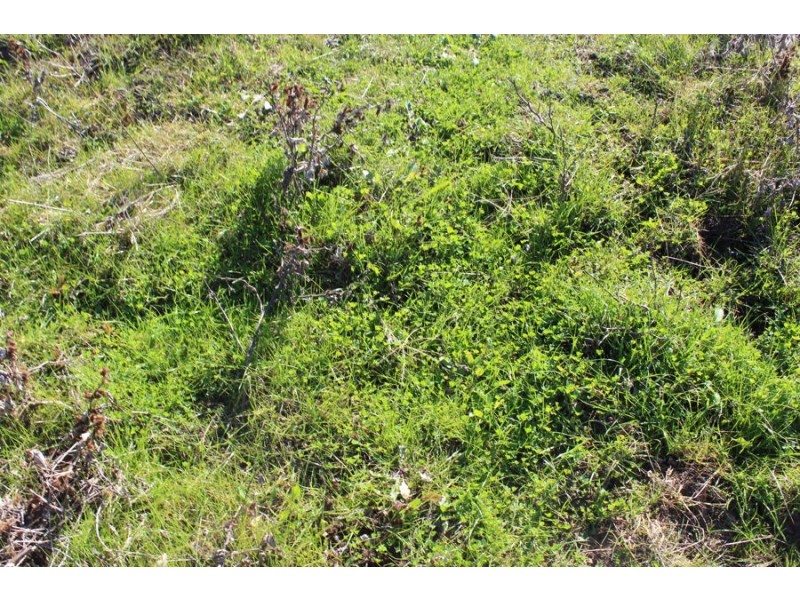 “Strathdarr”, Crooble NSW 2400