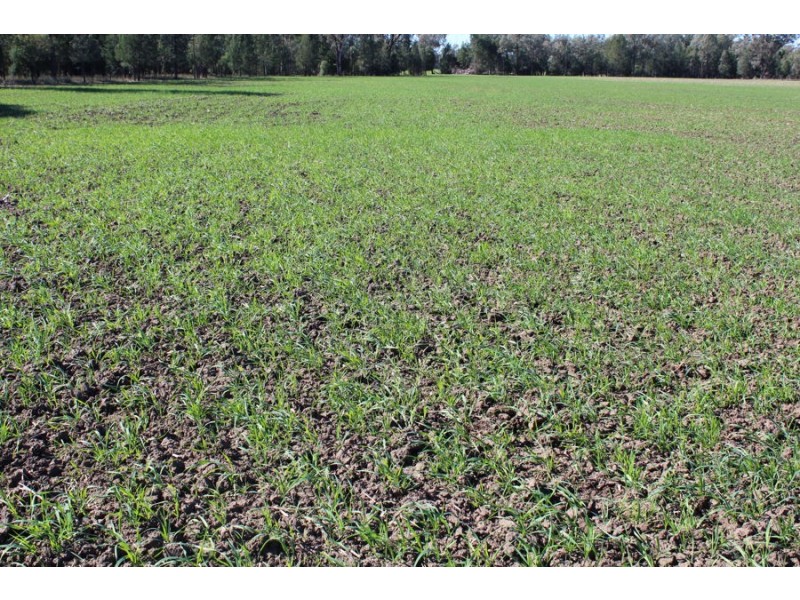 “Strathdarr”, Crooble NSW 2400