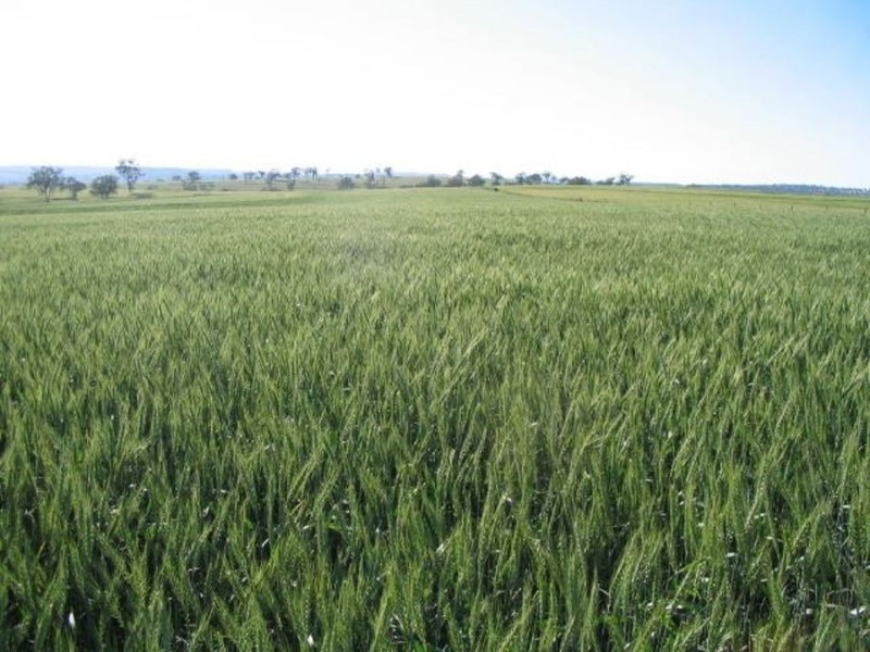 “Combo”, North Star NSW 2408