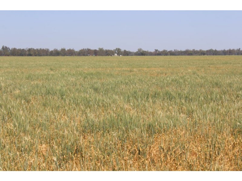 “Gwydirfield North”,, Moree NSW 2400