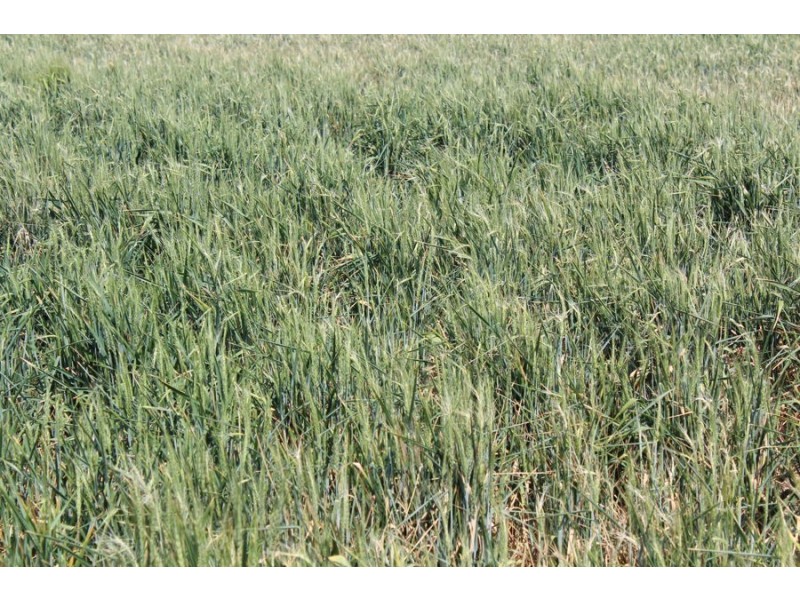 “Gwydirfield North”,, Moree NSW 2400