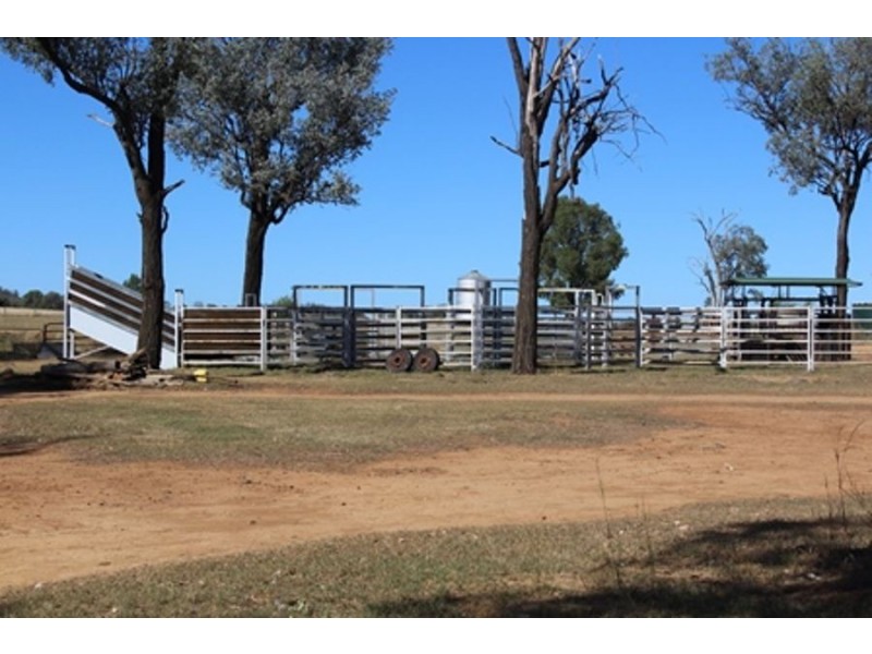 Wadgie Farm, Warialda NSW 2402