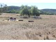 Wadgie Farm, Warialda NSW 2402
