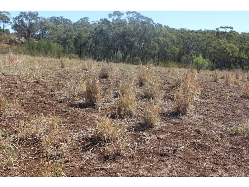 Part  “Arcadia”, Bellata NSW 2397