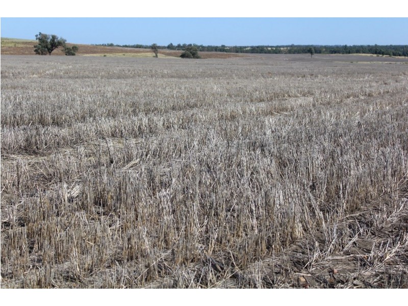 Yagobie, Moree NSW 2400