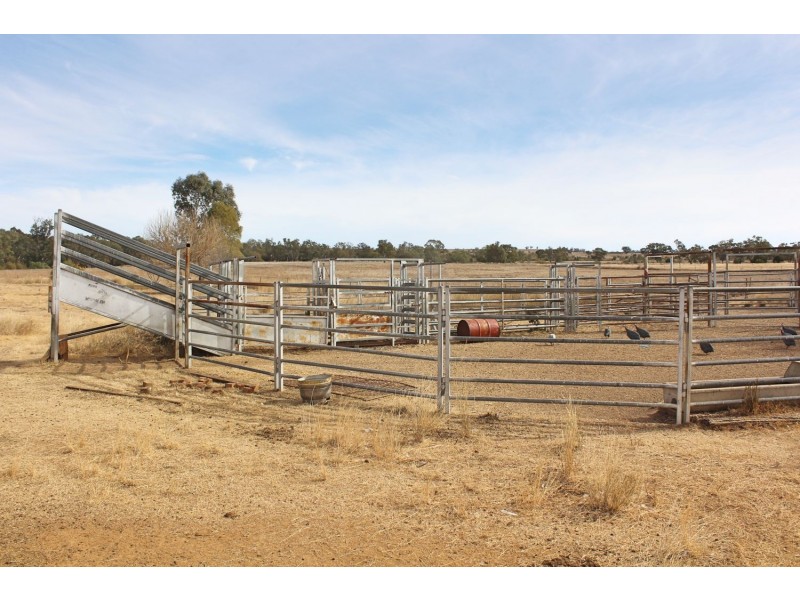 Killarney, Gravesend NSW 2401
