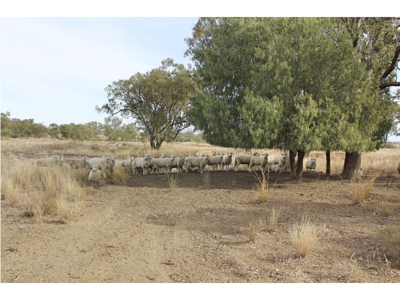Killarney, Gravesend NSW 2401
