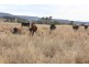 “Woodcourte”, Warialda NSW 2402