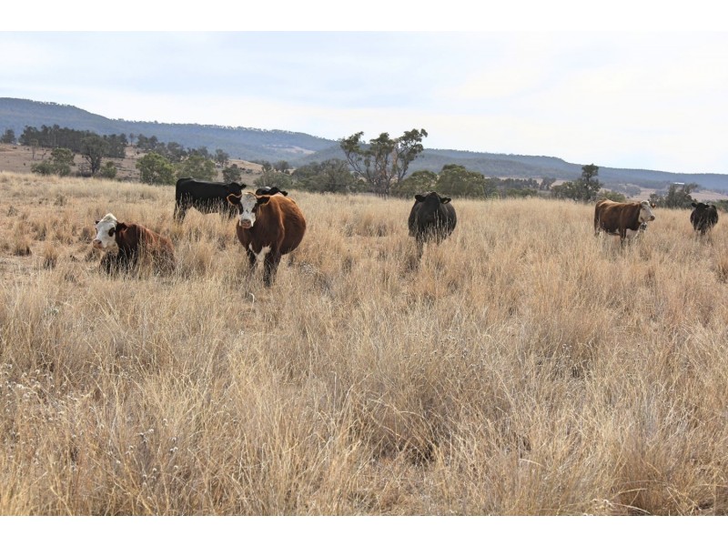 “Woodcourte”, Warialda NSW 2402
